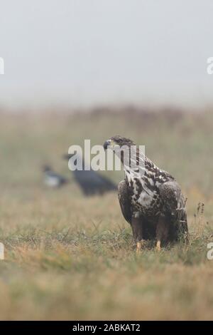 White-tailed Eagle / Sea Eagle / Seeadler ( Haliaeetus albicilla ), giovane, adolescente, seduti per terra, insieme con i comuni Raven e gazza Foto Stock