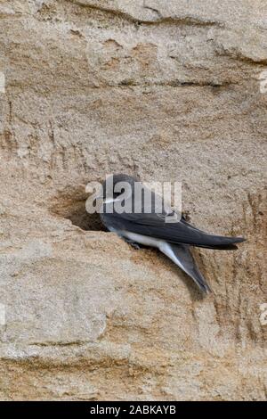 Sabbia Martin / Banca Swallow / Uferschwalbe ( Riparia Riparia ) seduti di fronte il suo nido foro, sito di riproduzione in una banca di fiume, la fauna selvatica, l'Europa. Foto Stock