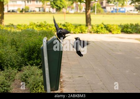 Due cornacchia nera gli uccelli in lotta per il cibo che stabilisce nel cestino della spazzatura fuori in una giornata di sole in un ambiente di verde parco con un grassfield nel backgro Foto Stock