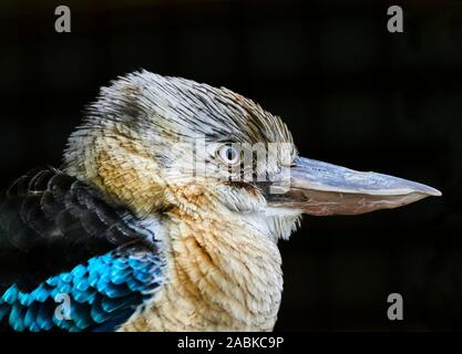 Una chiusura di un maschio Blue Winged Kookaburras (Dacelo Leachii) testa guardando dritto con uno sfondo nero Foto Stock