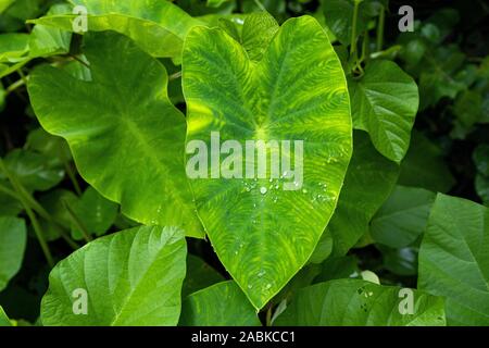 'La foglia di Colocasia elefante-orecchio taro cocoyam dasheen acqua fresca scende su di un verde colocasia esculenta Aquatilis foglia e gocce di rugiada di mattina, Foto Stock