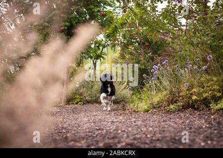 Un simpatico curioso bella stabyhoun bianco e nero spotted dog a piedi attraverso un coorful giardino pieno di verde e fiori mentre guardando in alto Foto Stock
