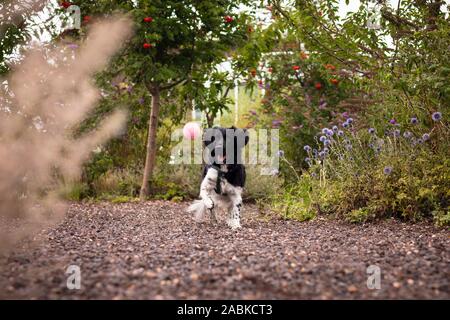 Un simpatico curioso bella stabyhoun bianco e nero spotted dog cattura e acceso dopo una palla rosa in un colorato giardino pieno di verde e fiori Foto Stock