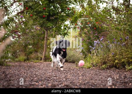 Un simpatico curioso bella stabyhoun bianco e nero spotted dog acceso dopo una palla rosa cercando di catturare in un colorato giardino pieno di verde e di Foto Stock