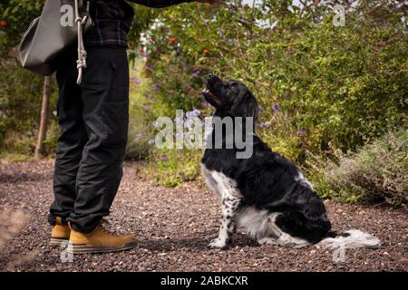 Un simpatico bella stabyhoun bianco e nero spotted dog obbedire e ascolto di un uomo che indossa abbigliamento outdoor mentre è seduto in un colorato giardino pieno Foto Stock