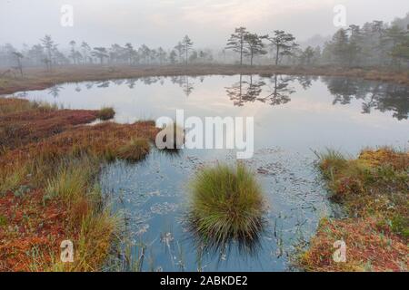 Atmosfera mattutina a bog Knuthoejdsmossen, in autunno, Oerebro Laen, Svezia Foto Stock