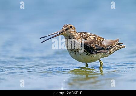 Beccaccino (Gallinago gallinago). Adulto in piedi in acqua poco profonda, con piccole prede. Germania Foto Stock