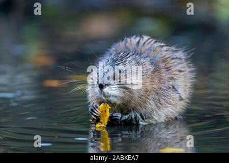 Topo muschiato (Ondatra zibethicus) mangiando una foglia di pioppo. Germania Foto Stock