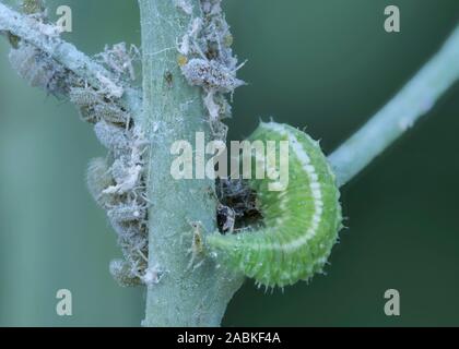 Hoverfly, Hover Fly (Syrphidae). Larva di mangiare il cavolo afidi (Brevicoryne brassicae). Germania Foto Stock