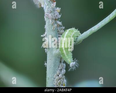 Hoverfly, Hover Fly (Syrphidae). Larva di mangiare il cavolo afidi (Brevicoryne brassicae). Germania Foto Stock