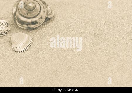 Conchiglia di mare ancora vita vista prospettica dall'alto su un fondale di sabbia Foto Stock