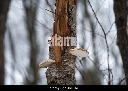 Visita al biotopo tutela della foresta presso la chiesa di pellegrinaggio Maria Eich vicino a Planegg: alcuni alberi sono coperti con i funghi. [Traduzione automatizzata] Foto Stock