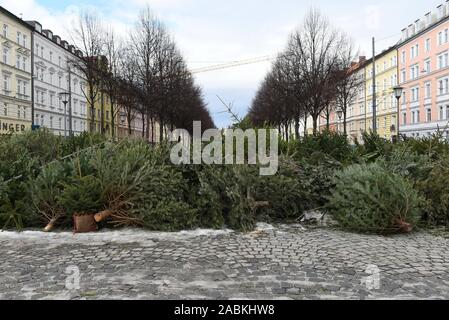 Illigal lo smaltimento degli alberi di Natale a Bordeauxplatz in Haidhausen. [Traduzione automatizzata] Foto Stock