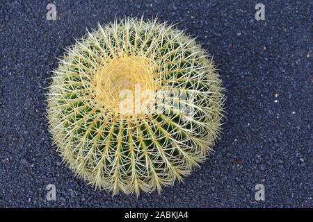 Echinocactus grisonii isolata sulla ghiaia nero Foto Stock