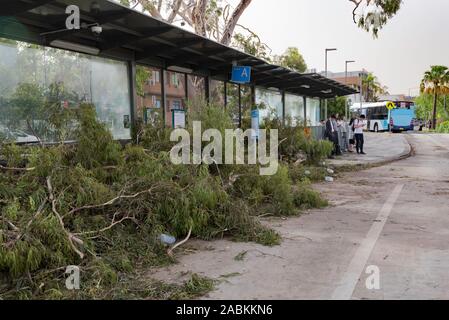 Sydney Aust Nov 26 2019: una improvvisa tempesta strappato attraverso la periferia a nord di Sydney lo scatto di alberi e pali di potenza lasciando carnage ma nessuna perdita di vita Foto Stock