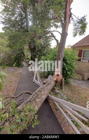 Sydney Aust Nov 26 2019: una improvvisa tempesta strappato attraverso la periferia a nord di Sydney lo scatto di alberi e pali di potenza lasciando carnage ma nessuna perdita di vita Foto Stock