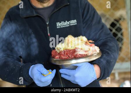 Alimentazione animale per le tigri siberiane presso lo Zoo di Hellabrunn: la carne cruda e pulcini morti. [Traduzione automatizzata] Foto Stock