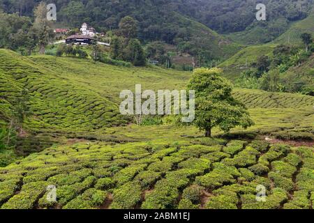 Il Cameron Highlands grean hill la piantagione di tè la sua natura unica in Malaysia. Foto Stock