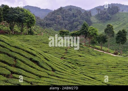 Il Cameron Highlands grean hill la piantagione di tè la sua natura unica in Malaysia. Foto Stock