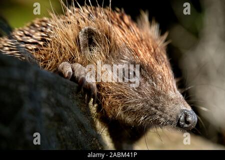 Ritratto di hedgehog. Alla ricerca di cibo di fine anno nel giardino di casa. Foto Stock