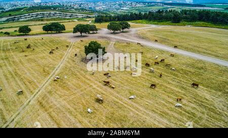 Campi agricoli di kibbutzim nella valle Menashe Foto Stock