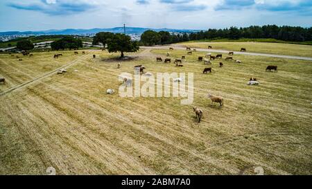 Campi agricoli di kibbutzim nella valle Menashe Foto Stock