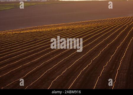 Tubi di irrigazione in Israele Foto Stock