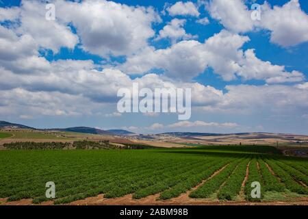 Campi agricoli di kibbutzim nella valle Menashe Foto Stock