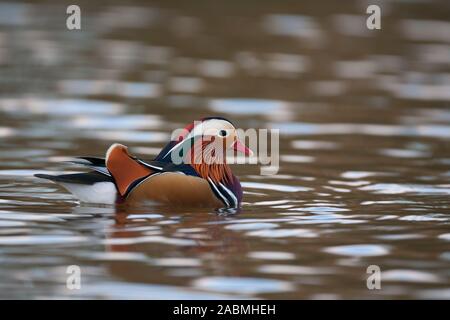 Mandarino, Aix galericulata, Singolo maschio adulto in appoggio sull'acqua, Essex, Regno Unito. Foto Stock