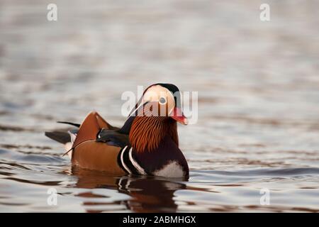 Mandarino, Aix galericulata, Singolo maschio adulto nuoto, Essex, UK. Foto Stock