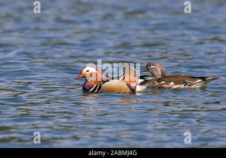 Mandarin anatre, Aix galericulata, singolo adulto maschio e femmina adulta del nuoto. Foresta di Dean, Gloucestershire, Regno Unito Foto Stock