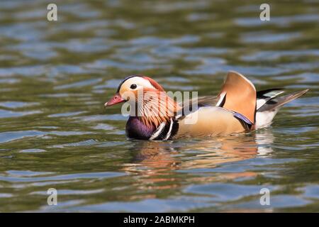 Anatra di mandarino, Aix galericulata, singolo adulto maschio di nuoto. Foresta di Dean, Gloucestershire, Regno Unito Foto Stock