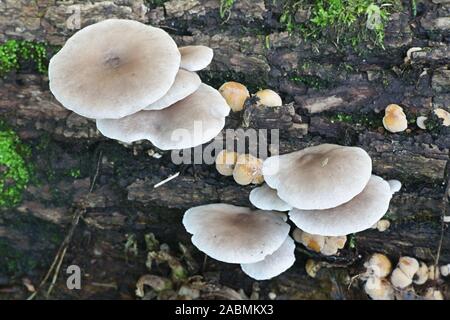 Pleurotus ostreatus, conosciuta come la perla di funghi orecchioni o albero di funghi orecchioni, wild delizioso fungo dalla Finlandia Foto Stock