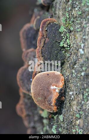 Phellinus viticola, una staffa fungo dalla Finlandia Foto Stock