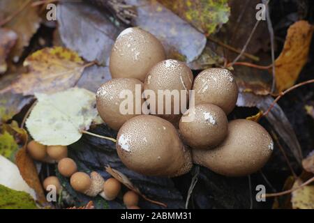 Lycoperdon pyriforme, noto come a forma di pera puffball o moncone puffball, funghi selvatici dalla Finlandia Foto Stock