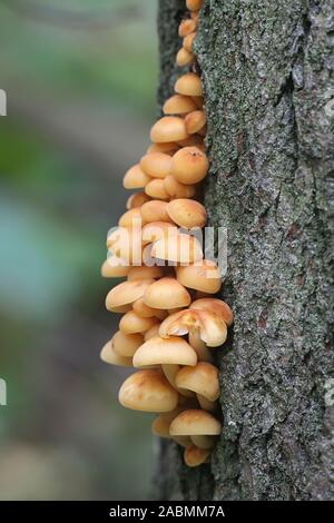 Flammulina velutipes, noto come fungo di frutti di mare, inverno fungo fungo invernale, Piede di velluto, velluto stelo o gambo di velluto, crescente selvatici in Finlandia Foto Stock