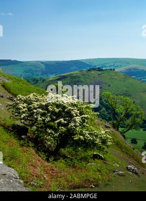 Visualizza S da Creigiau Eglwyseg guardando sopra un biancospino a Castell Dinas Bran Iron Age hillfort & castello medievale nel Vale of Llangollen, Wales, Regno Unito. Foto Stock