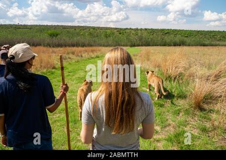 Turistiche e tour a piedi di guida con due 8 mese Vecchi leoni junior (Panthera leo) nel deserto, Colin cavallo Africa, Cullinan, Sud Africa Foto Stock