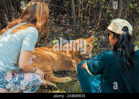 Turista femminile accovacciato, toccando e petting a 8 mese il vecchio leone junior (Panthera leo) - Colin dell Africa a cavallo nei pressi di Cullinan, Sud Africa Foto Stock