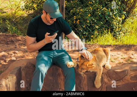 Maschio toccando turistica, petting, accarezzare e coccole a 4 mese old LION CUB (Panthera leo) in corrispondenza di una stazione di allevamento nei pressi di Cullinan, Sud Africa Foto Stock