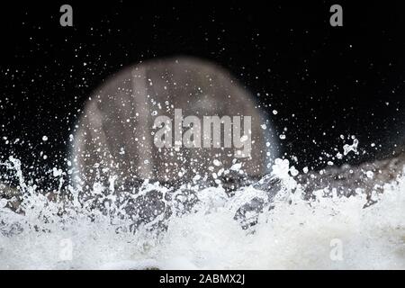 Tubo sotto la strada (canali sotterranei) di grande diametro per scaricare la molla l'acqua dal fiume e forte flusso di acqua spray Foto Stock