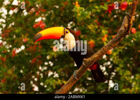 Trasduttore Toco Toucan (Ramphastos toco) Foto Stock