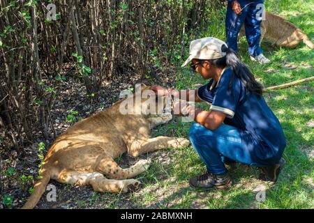 Donna africana seduto per terra e toccante, solletico e giocare con 8 mese il vecchio leone junior - Colin cavallo Africa, Cullinan, Sud Africa Foto Stock
