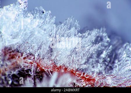 Brina sui rami. I cristalli di ghiaccio sono bellissimo come diamanti sfaccettato, come solitario Foto Stock