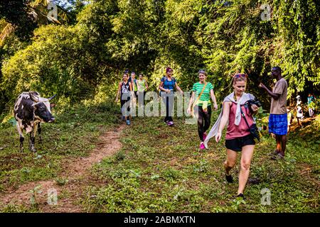 Hash House Harriers Running Event in Happy Hill, Grenada. La mucca preferirebbe avere il suo riposo Foto Stock