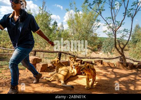 Donna africana in fuga da un orgoglio di 4 mese vecchio giocoso cuccioli di leone (Panthera leo) vicino Cullinan, Sud Africa Foto Stock