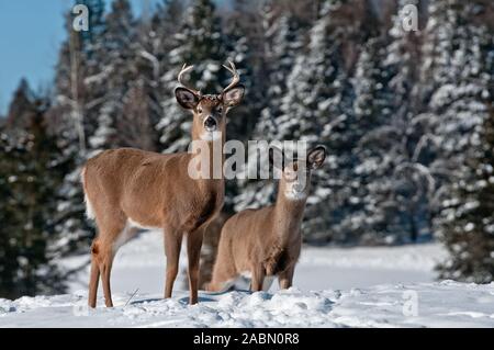 Due White-tailed deer in piedi nella neve. Foto Stock