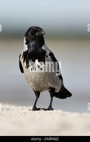 Hoodiecrow ( Corvus cornix ), seduto su di una spiaggia di sabbia, nella sabbia, guardando intorno, attento, frontale, Shot, fauna selvatica, l'Europa. Foto Stock