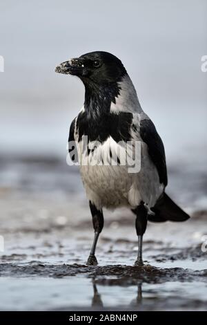 Hoodiecrow ( Corvus cornix ) sulla spiaggia, vicino alla linea di galleggiamento, guardando intorno, Sandy becco, Scatto frontale, widlife, l'Europa. Foto Stock