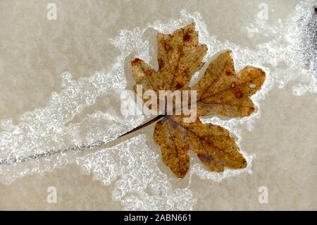 Dead & Brown Field Maple Leaf, Acer campestre, Silhoetted in ghiaccio mostra chiari Maple Leaf forma Foto Stock